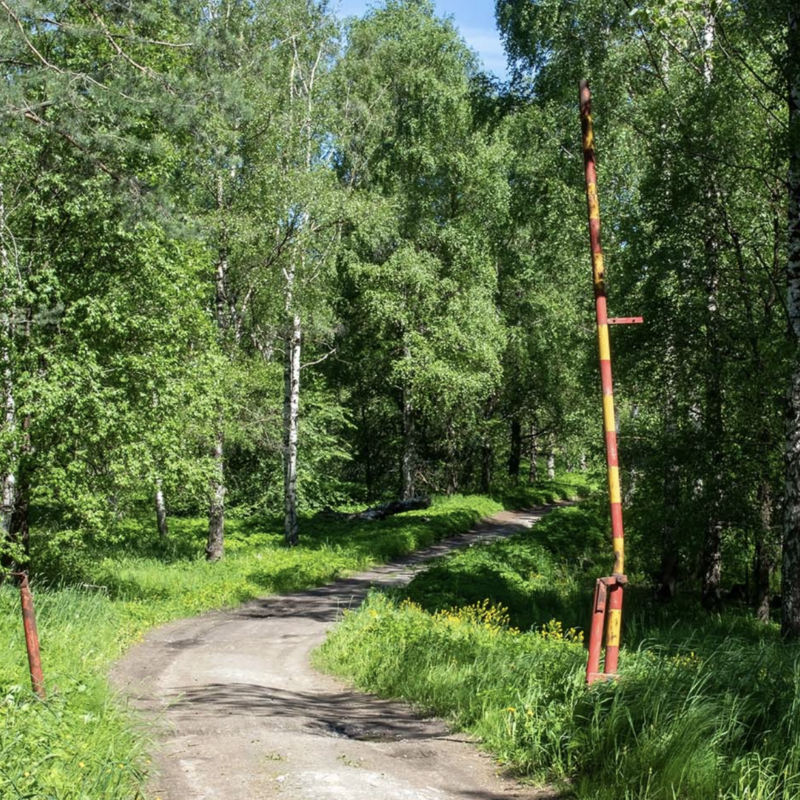 Gate on forest road