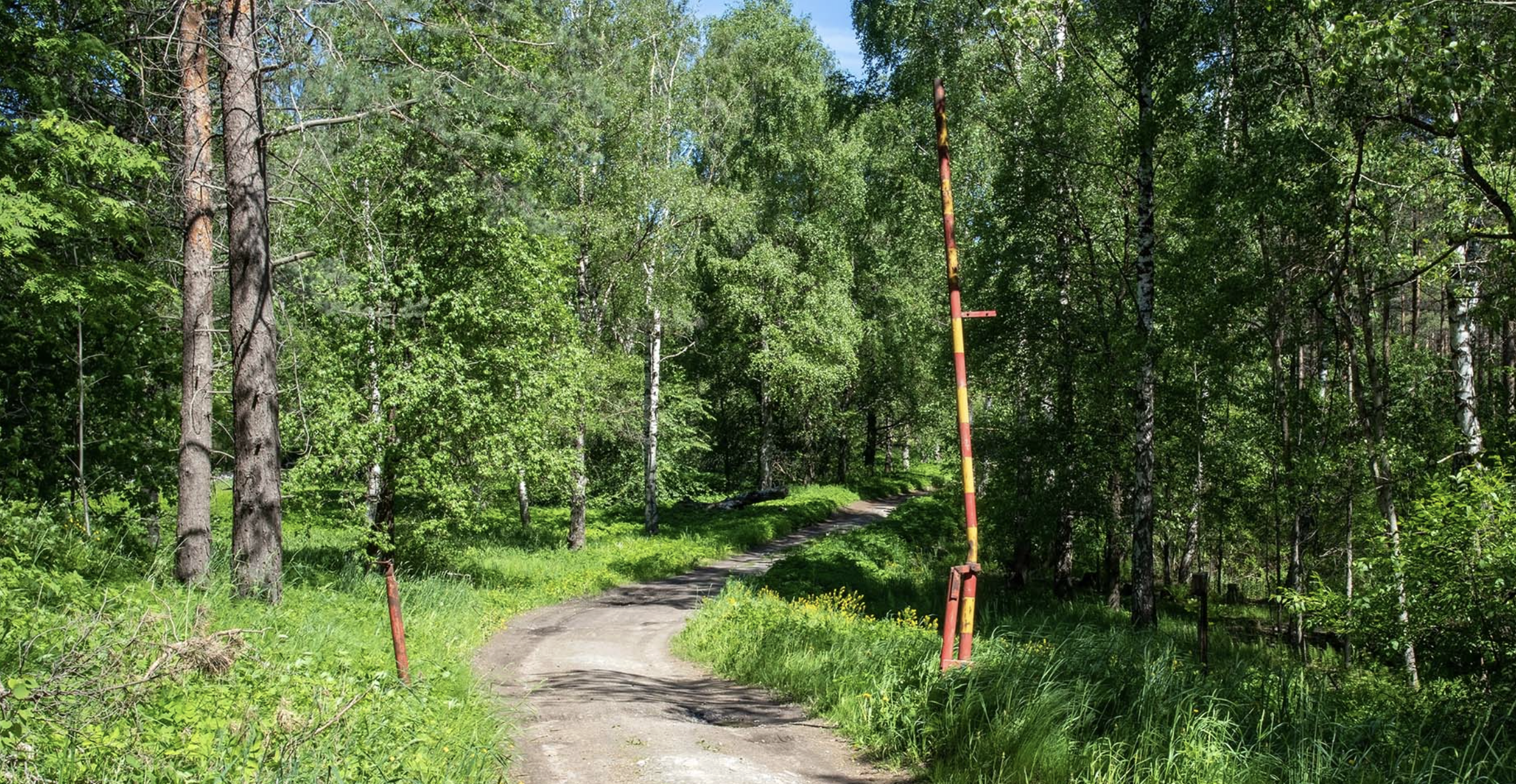 Gate on forest road